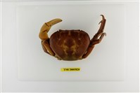 藏品(毛足特氏蟹)的圖片